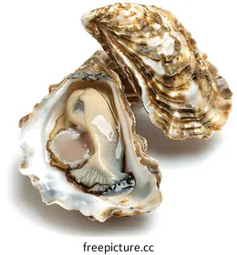 oyster