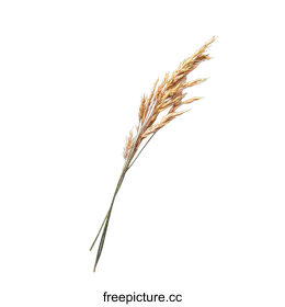 dried flower