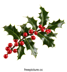 holly