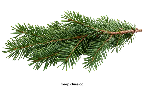 evergreen tree