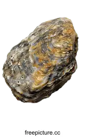 oyster