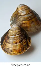 bivalve