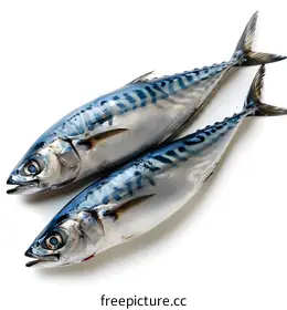 mackerel