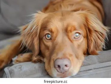 golden retriever