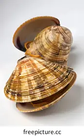 clams