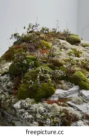lichen