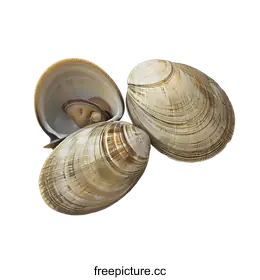 mollusk