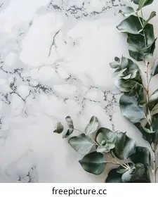 eucalyptus