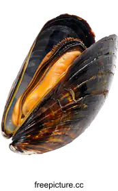mussel