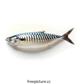mackerel