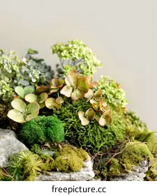terrarium