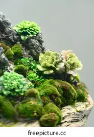 terrarium