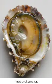 oyster