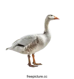 goose