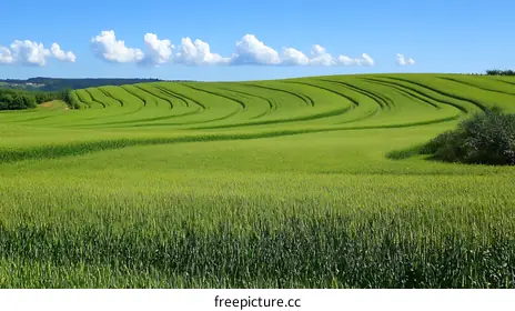 crops