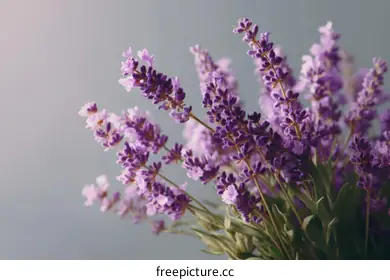 purple flowers