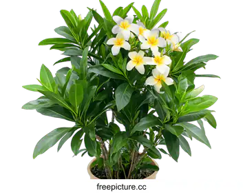 tropical plant