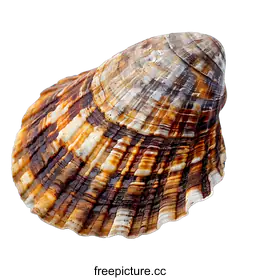 seashell