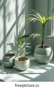 houseplant