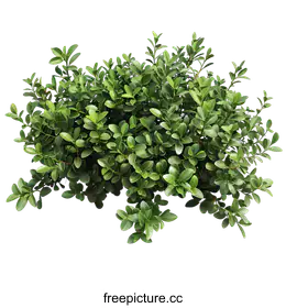 shrub