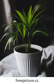 houseplant