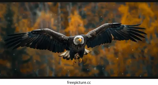 bald eagle
