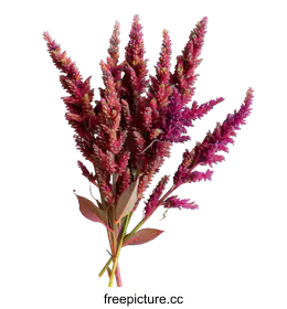 amaranth