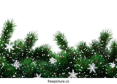 fir