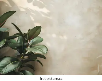 houseplant