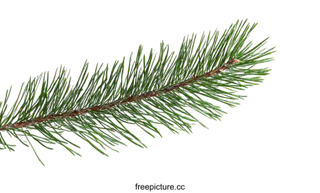 conifer