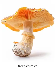 amanita