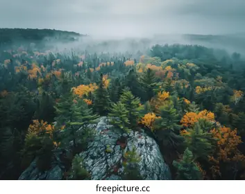 coniferous forest