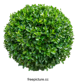 shrub