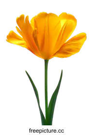 tulip