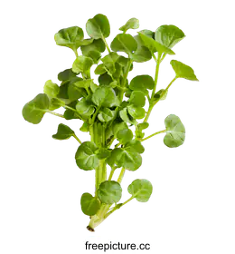 watercress