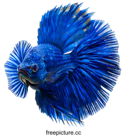 betta fish