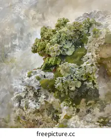 lichen