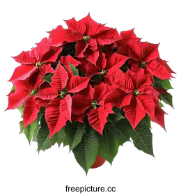 poinsettia