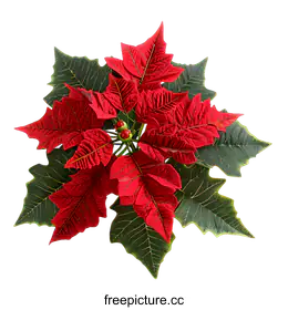 poinsettia