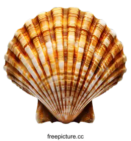 seashell