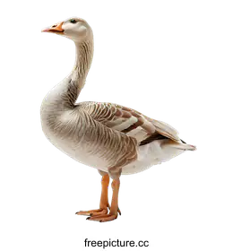 goose