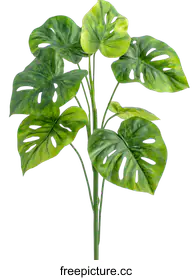 monstera