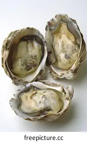 oyster