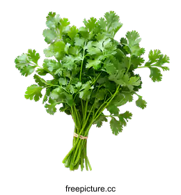 coriander