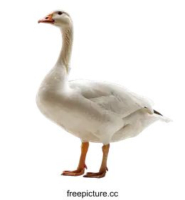 goose