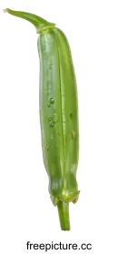 vegetable