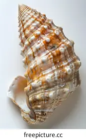 seashell