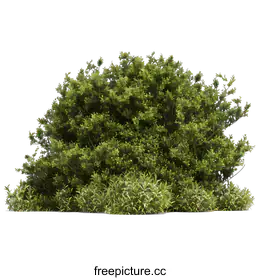 shrub