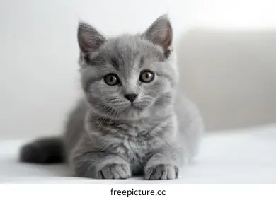 cute cat