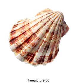 mollusk